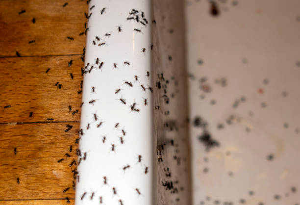 Spider Control Near Me in Jermyn, PA