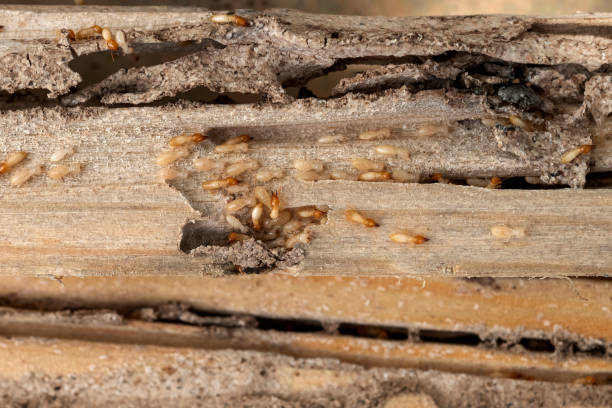 Best Bed Bug Extermination  in Jermyn, PA